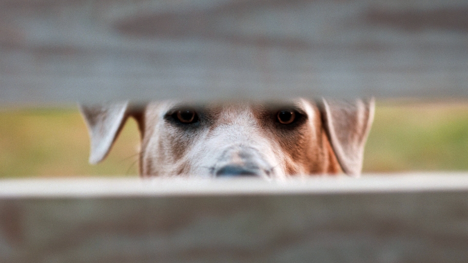 dog behind wood fence